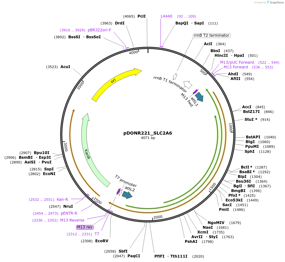 132078-plasmid-map-sequence-id-262966