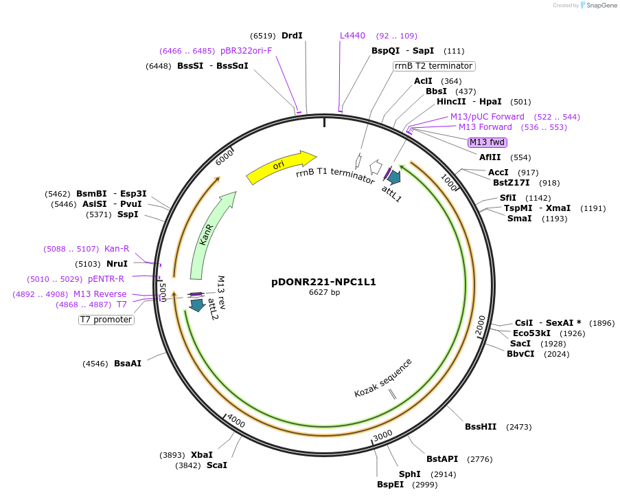 132303-plasmid-map-sequence-id-262975