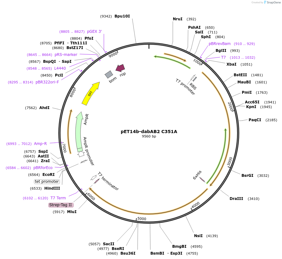 133014-plasmid-map-sequence-id-262980