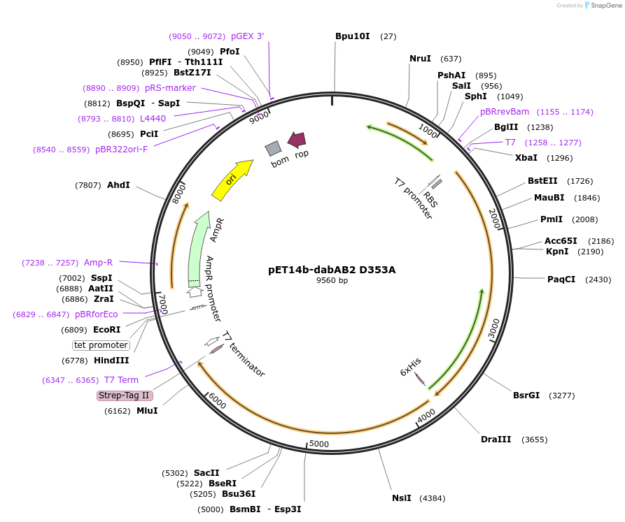 133016-plasmid-map-sequence-id-262984