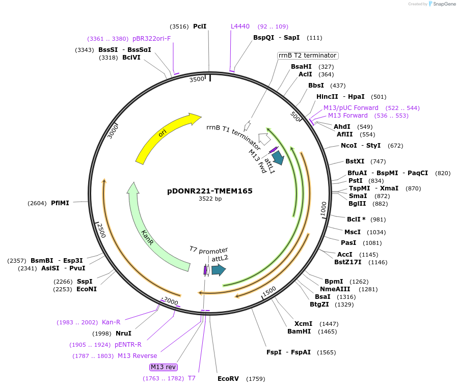 132272-plasmid-map-sequence-id-262986