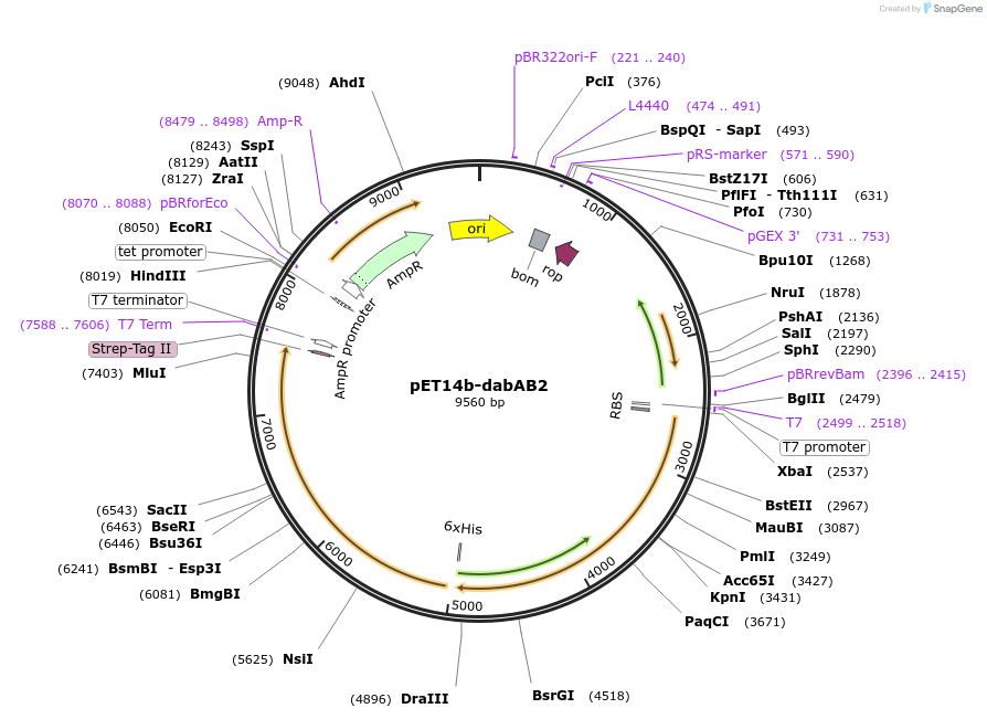 133013-plasmid-map-sequence-id-262987