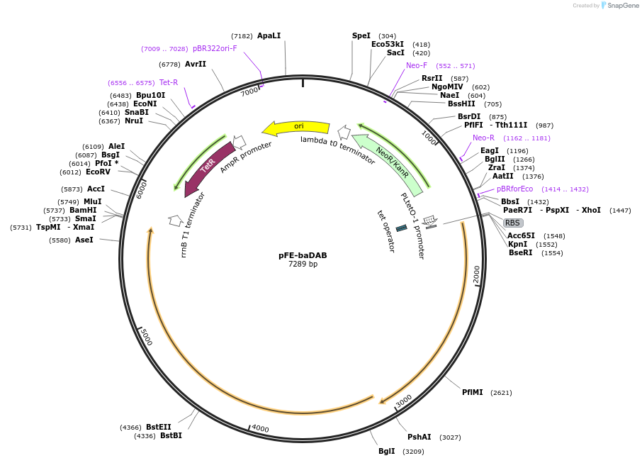 133003-plasmid-map-sequence-id-262988