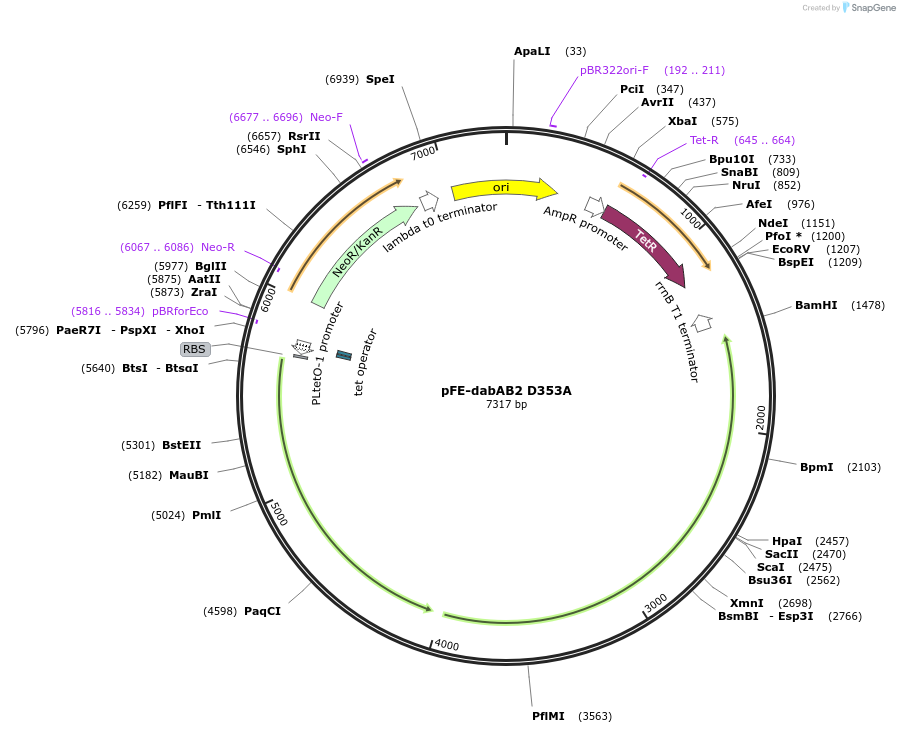133006-plasmid-map-sequence-id-262995