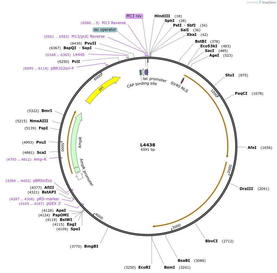 1653-plasmid-map-sequence-id-263