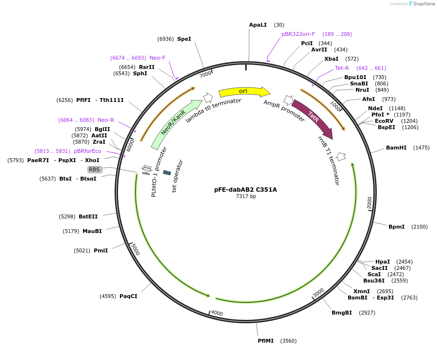 133005-plasmid-map-sequence-id-263056