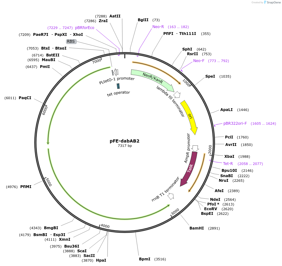 133002-plasmid-map-sequence-id-263065