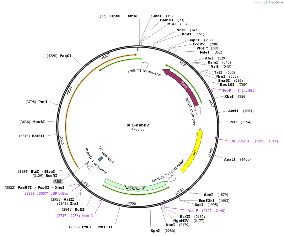 133000-plasmid-map-sequence-id-263086