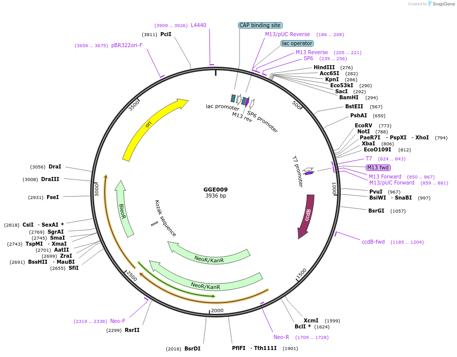 120756-plasmid-map-sequence-id-263087