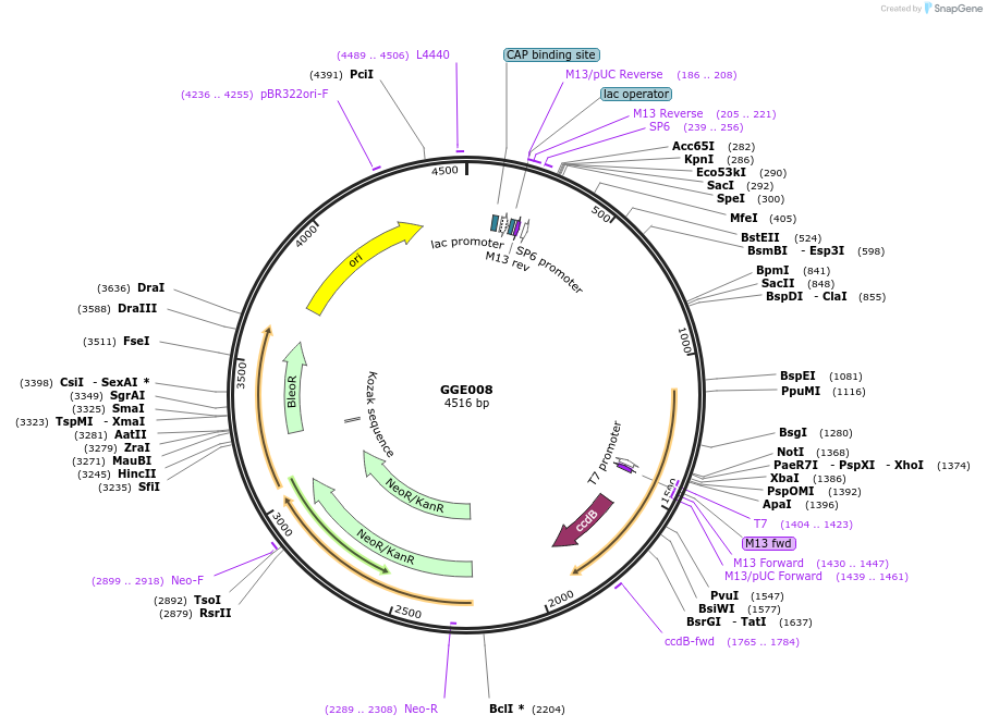120757-plasmid-map-sequence-id-263088