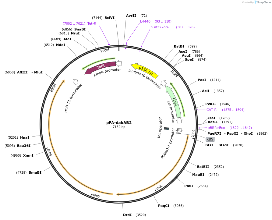 133012-plasmid-map-sequence-id-263094