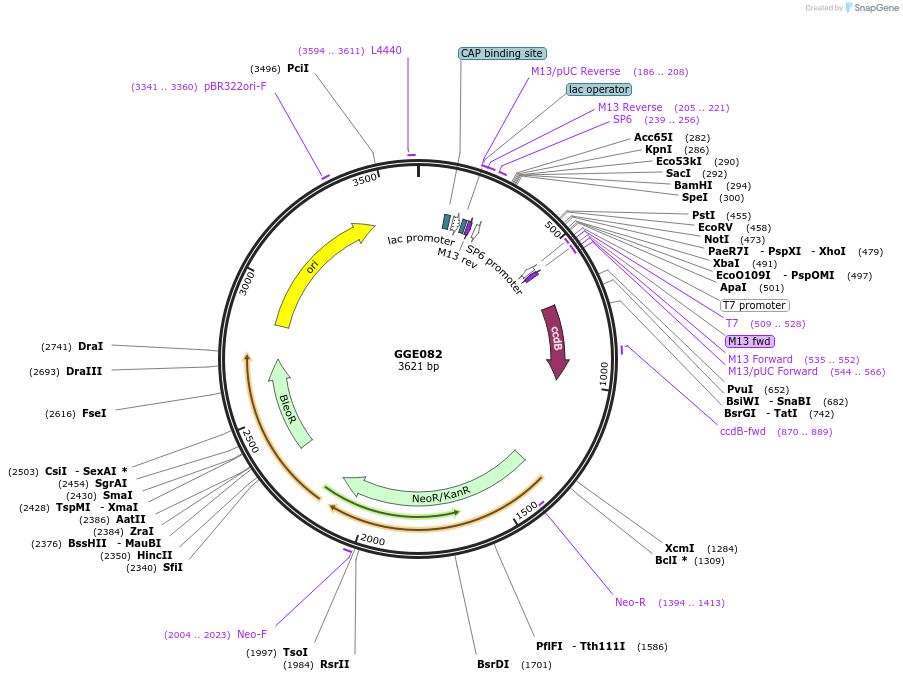 120767-plasmid-map-sequence-id-263125