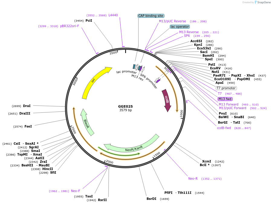 120768-plasmid-map-sequence-id-263126