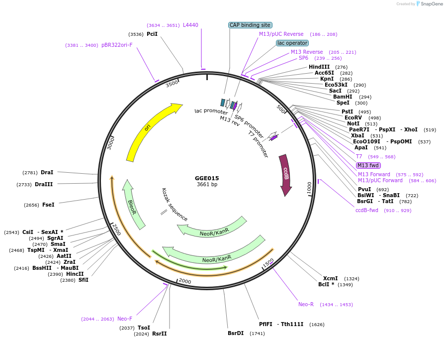 120770-plasmid-map-sequence-id-263144