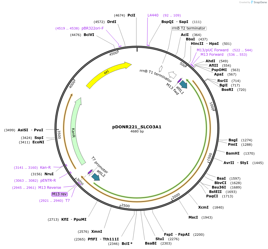 132293-plasmid-map-sequence-id-263148