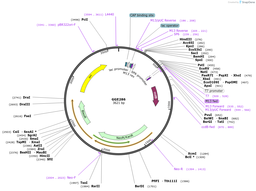 120776-plasmid-map-sequence-id-263161