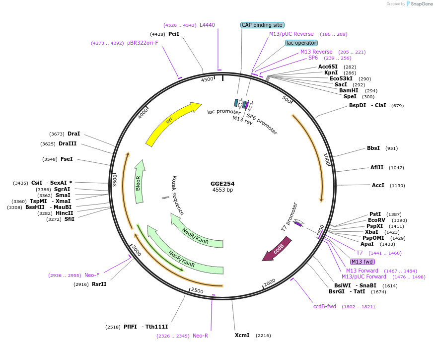 120789-plasmid-map-sequence-id-263222