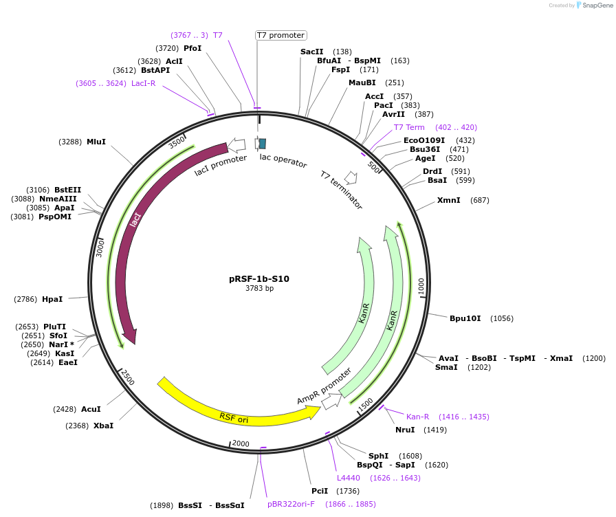 128594-plasmid-map-sequence-id-263268