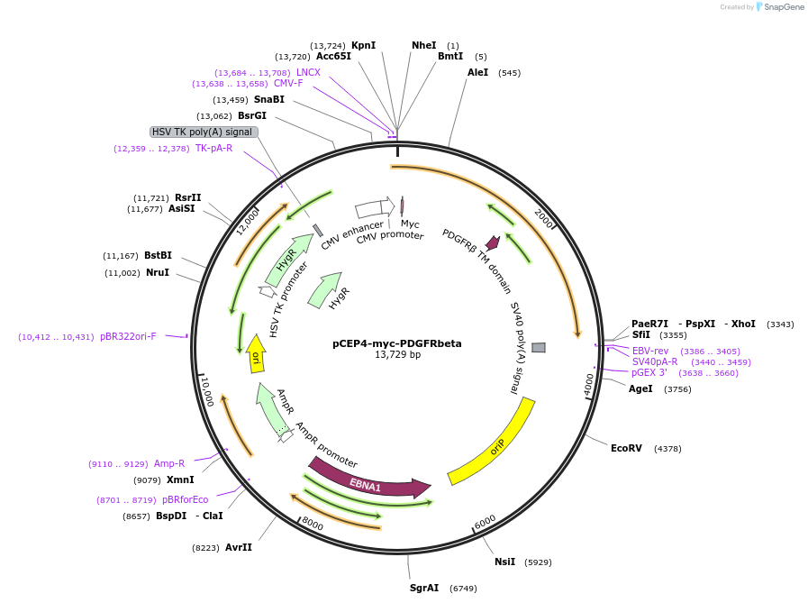 136455-plasmid-map-sequence-id-263270