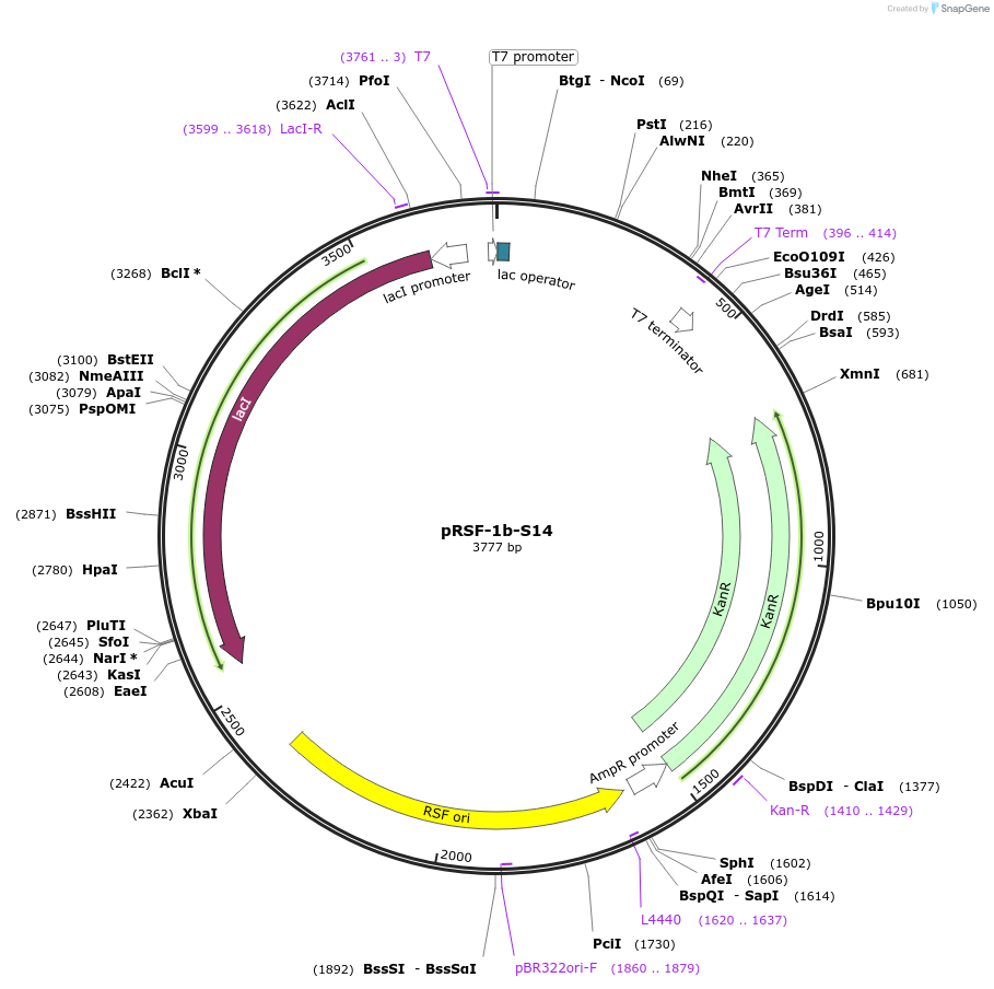 128596-plasmid-map-sequence-id-263278