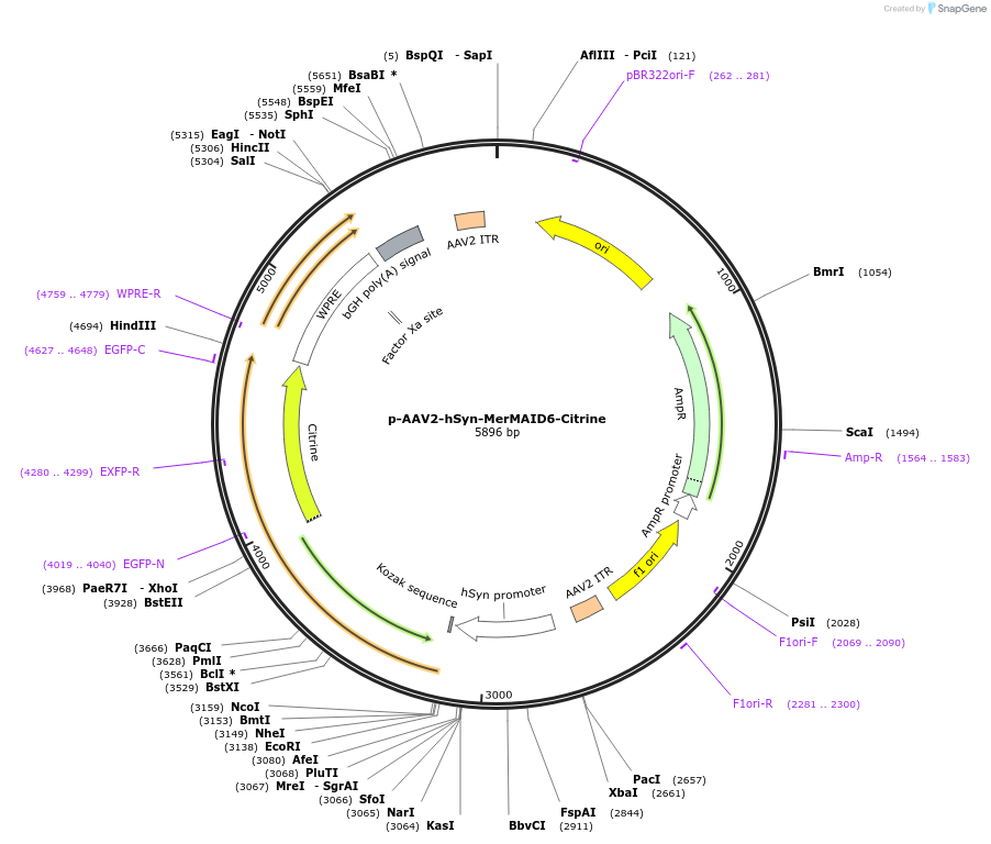 126521-plasmid-map-sequence-id-263280