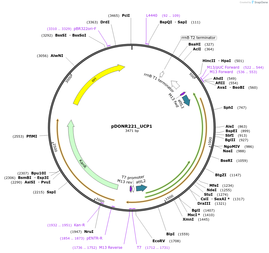 132274-plasmid-map-sequence-id-263283
