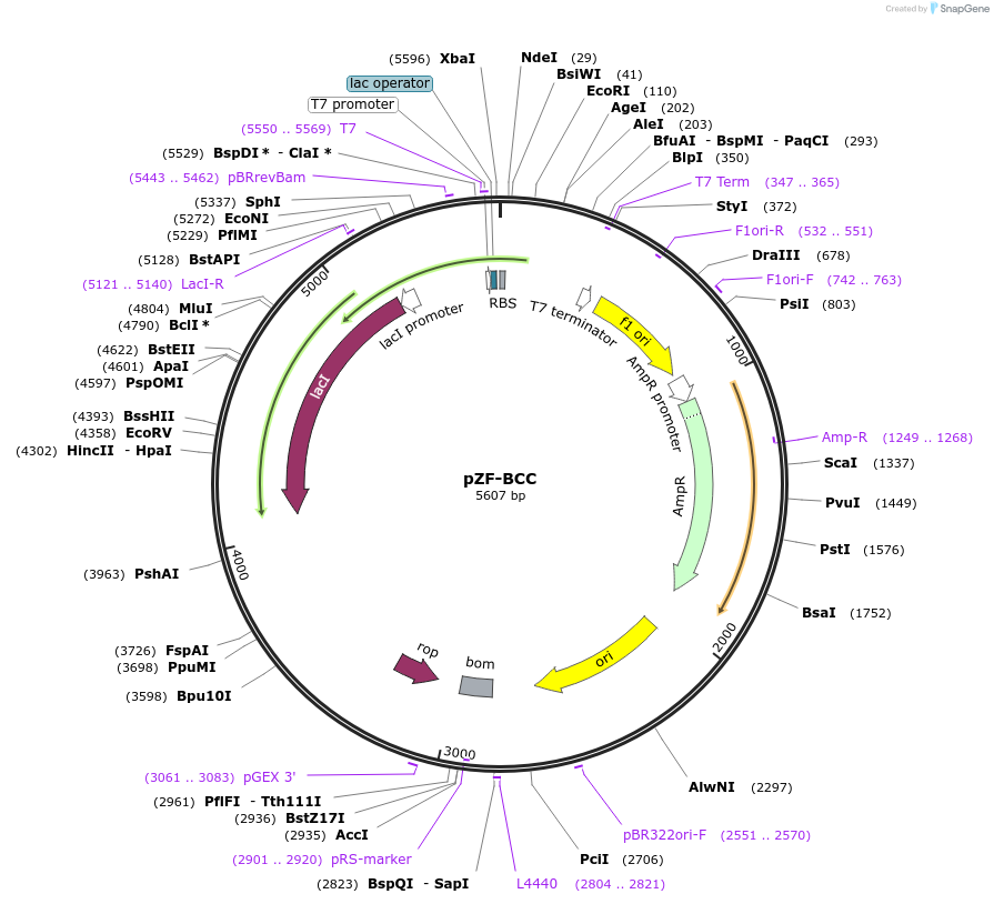127484-plasmid-map-sequence-id-263299