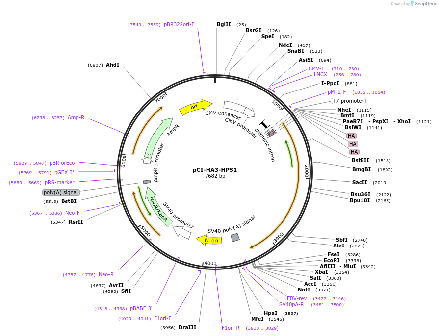 133930-plasmid-map-sequence-id-263303