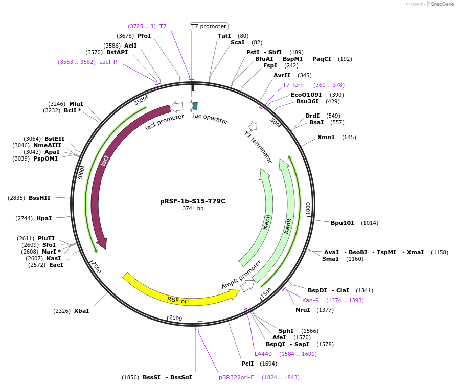 133048-plasmid-map-sequence-id-263306