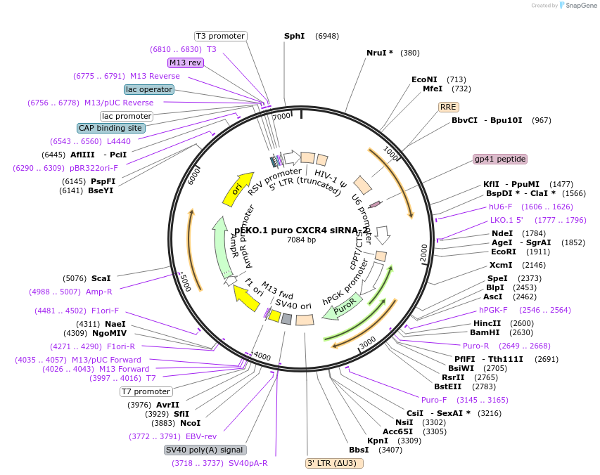 12272-plasmid-map-sequence-id-263312