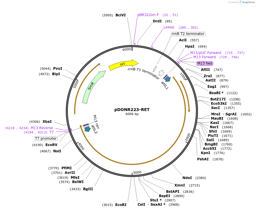 23906-plasmid-map-sequence-id-263320