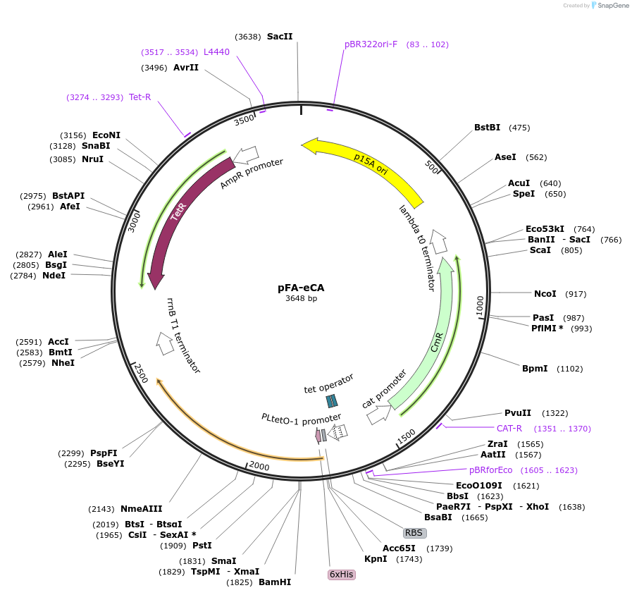 133010-plasmid-map-sequence-id-263329