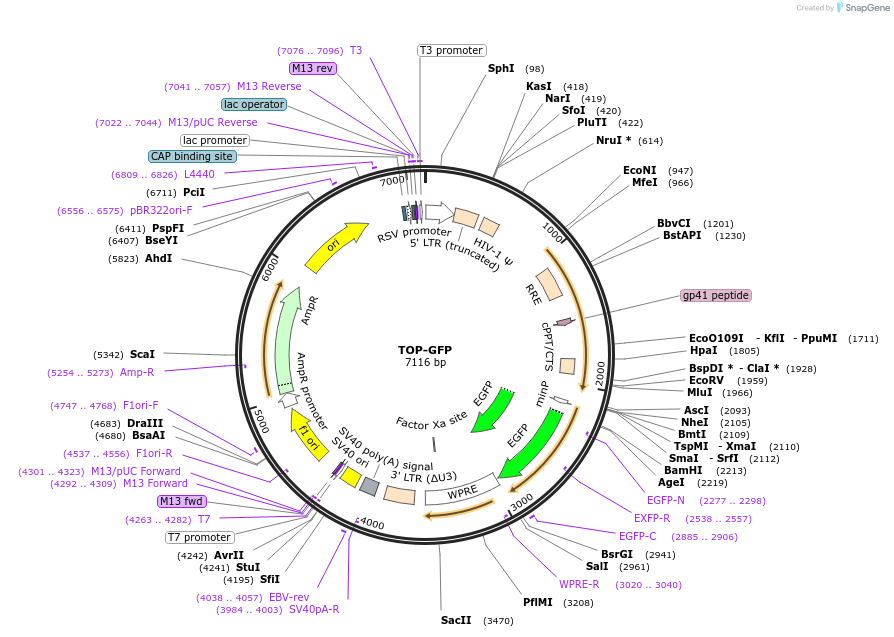 35489-plasmid-map-sequence-id-263350
