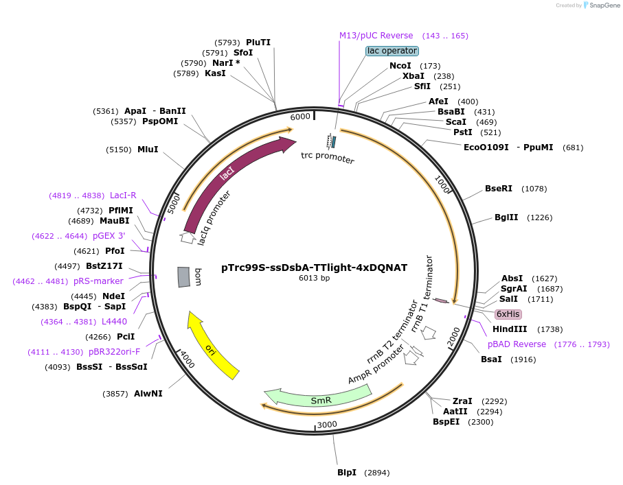 128402-plasmid-map-sequence-id-263357