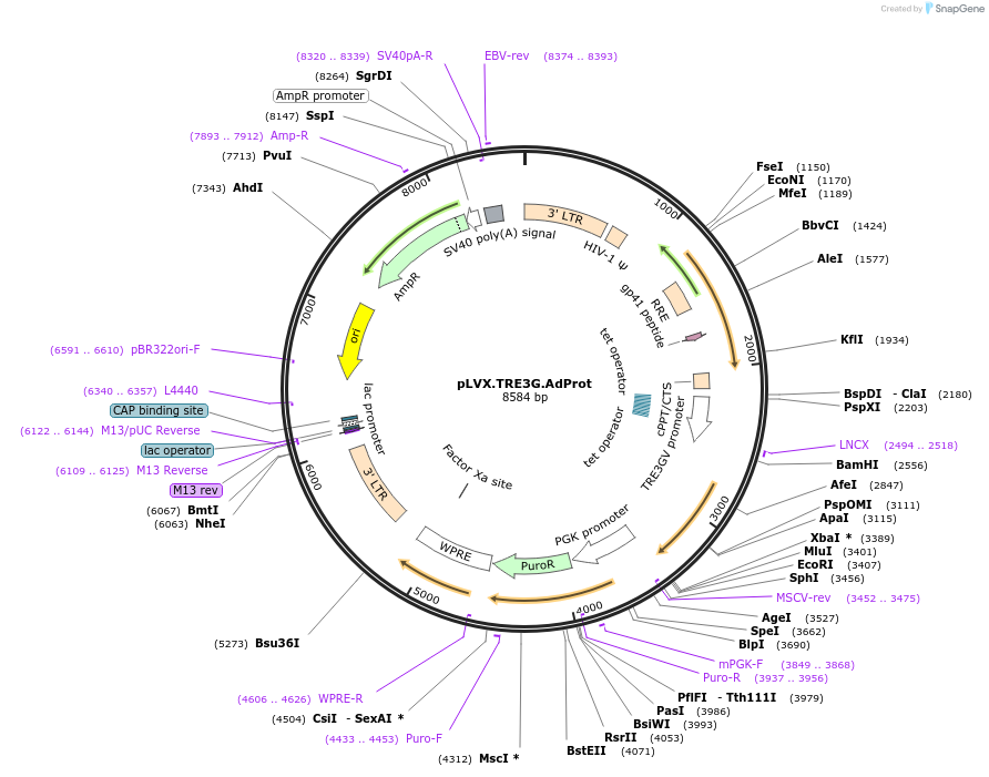 131687-plasmid-map-sequence-id-263361