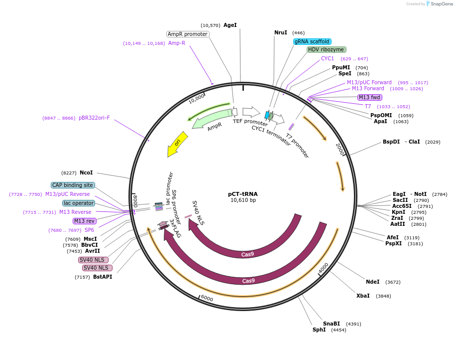 133813-plasmid-map-sequence-id-263365