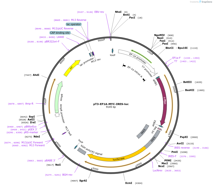 129775-plasmid-map-sequence-id-263367