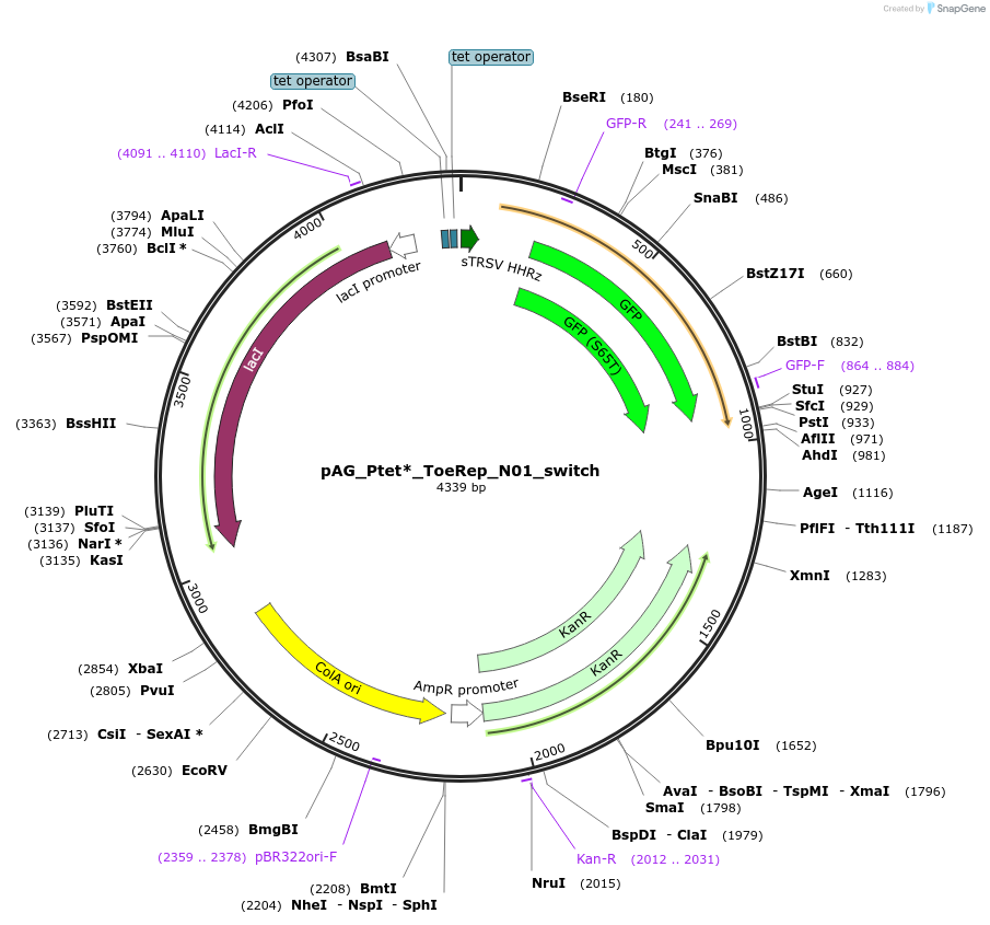 132737-plasmid-map-sequence-id-263371