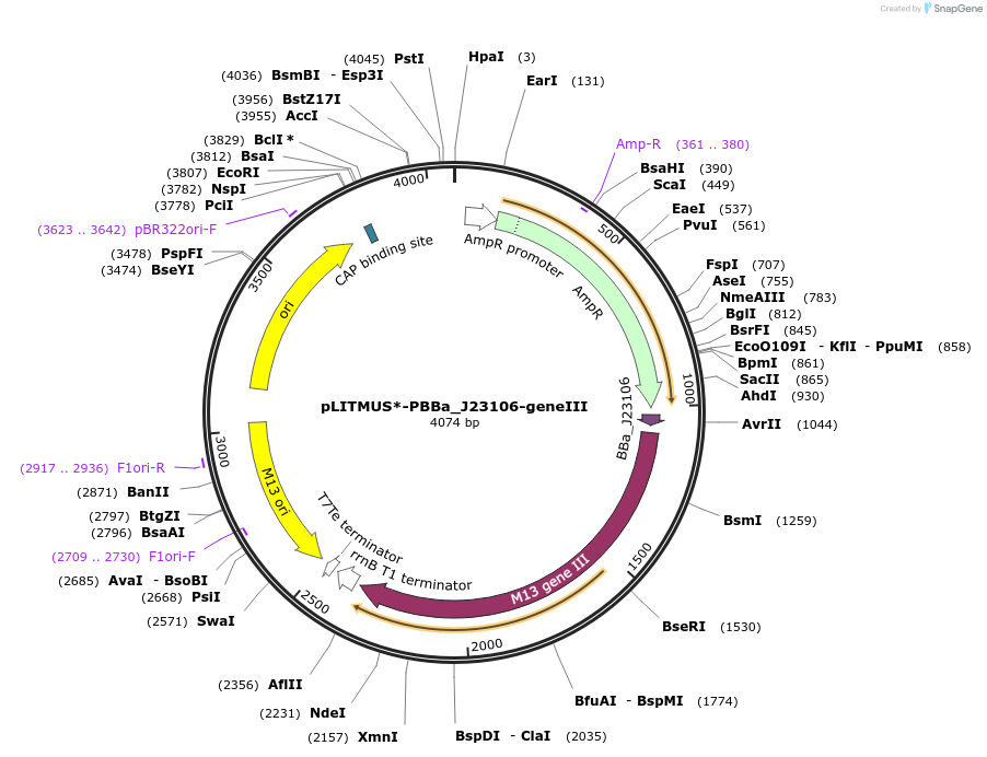 134352-plasmid-map-sequence-id-263406