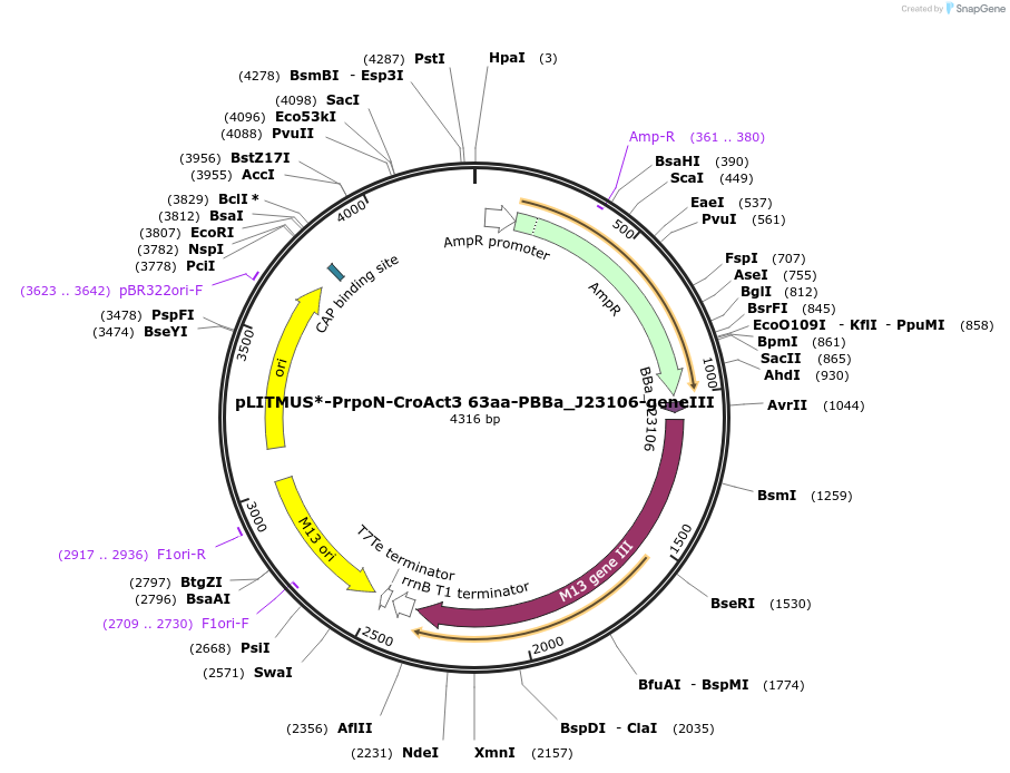 134355-plasmid-map-sequence-id-263407