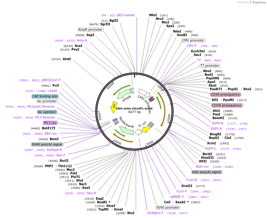 134306-plasmid-map-sequence-id-263419