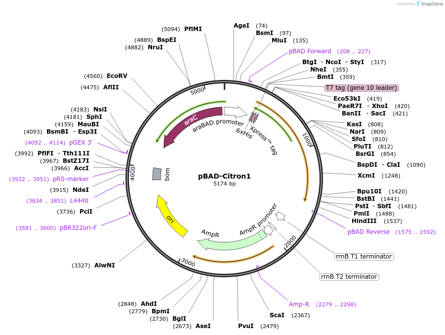 134300-plasmid-map-sequence-id-263426
