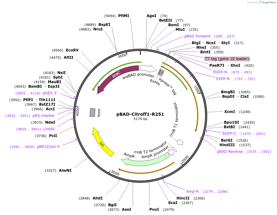 134307-plasmid-map-sequence-id-263434