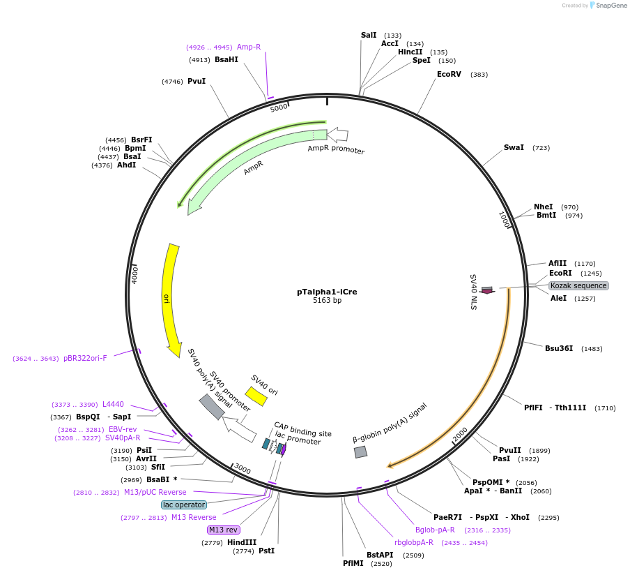 133924-plasmid-map-sequence-id-263442