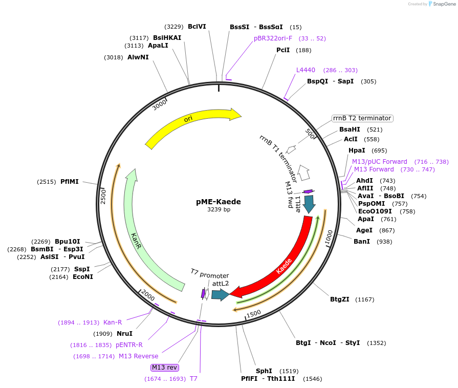 132972-plasmid-map-sequence-id-263459