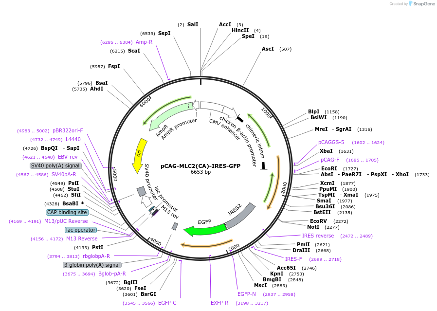 133928-plasmid-map-sequence-id-263461