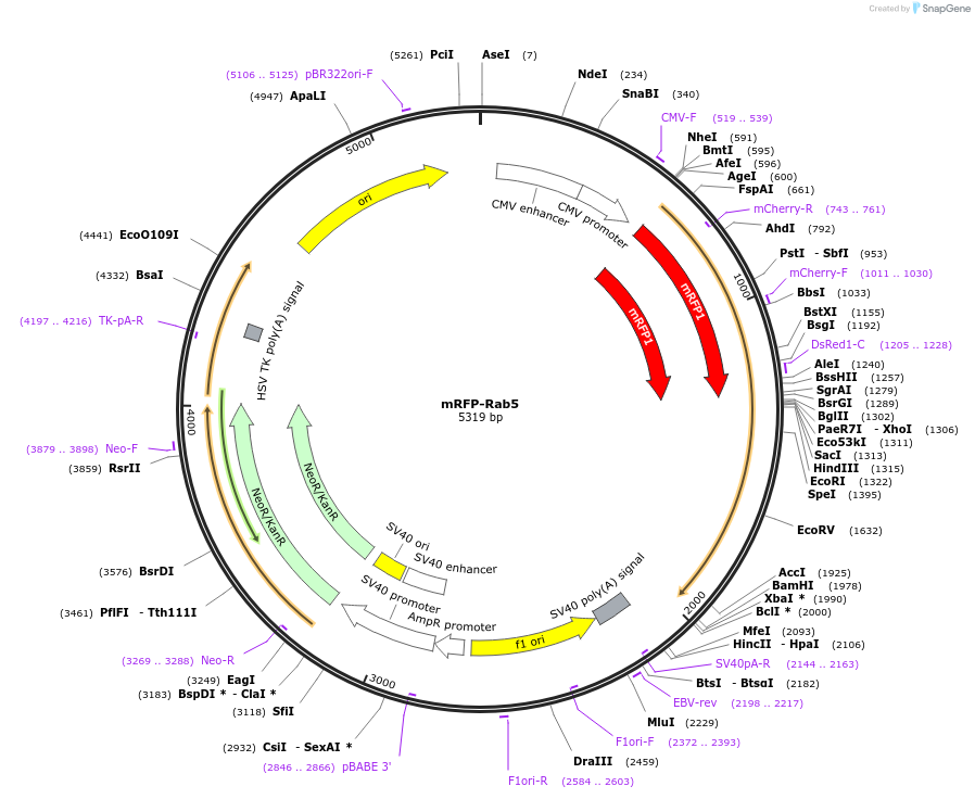 14437-plasmid-map-sequence-id-263462