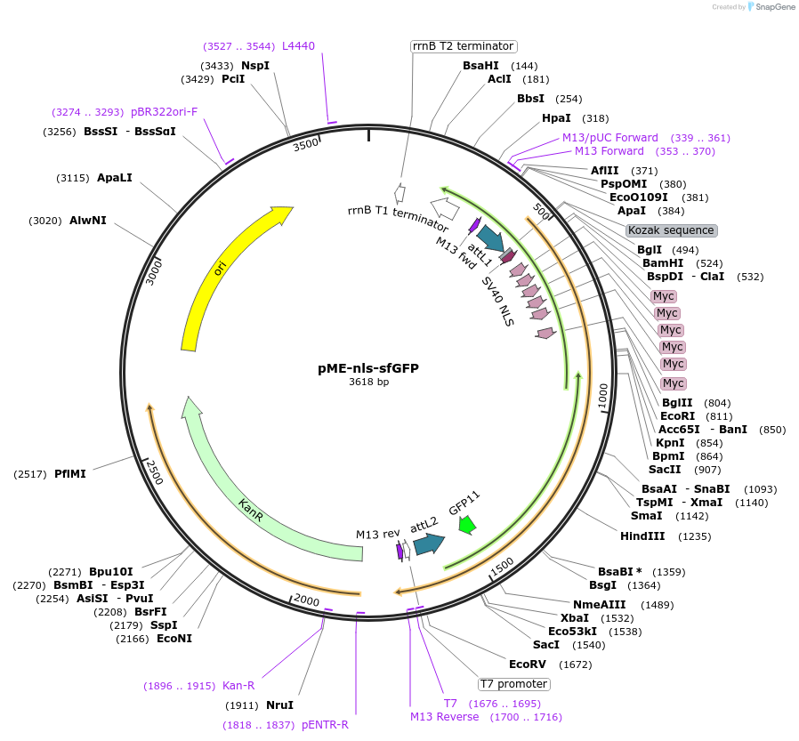 132973-plasmid-map-sequence-id-263465