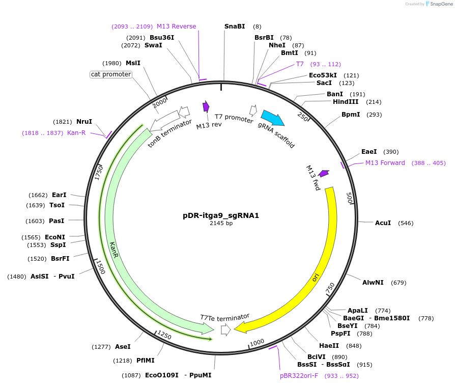 132979-plasmid-map-sequence-id-263474