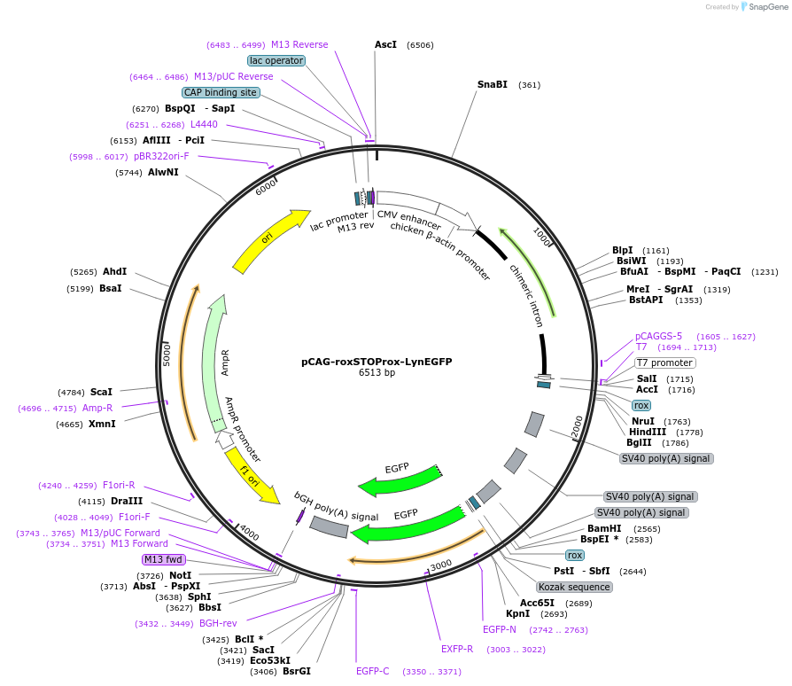 133923-plasmid-map-sequence-id-263481